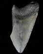 Partial, Megalodon Tooth - Georgia #56703-1